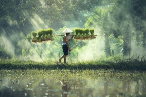 man carrying yoke